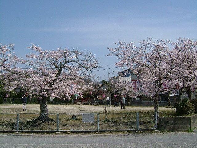 湯野公園／さくら