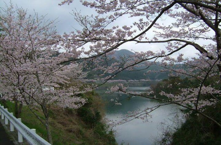 高瀬湖／さくら