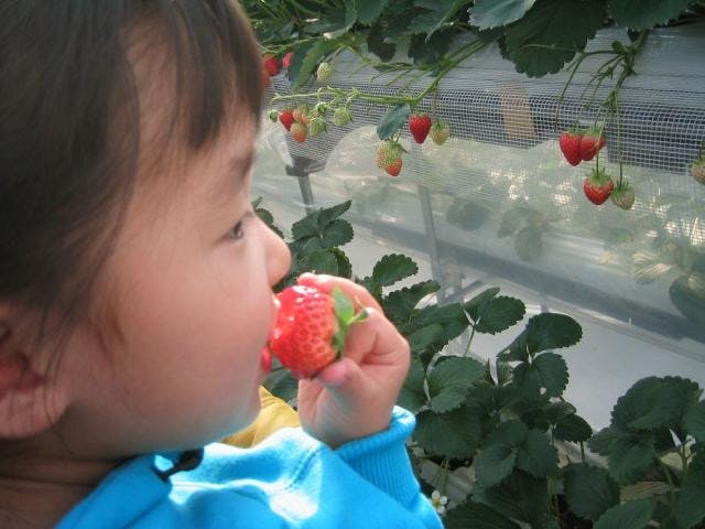 花の海 季節の野菜収穫体験 芋掘り体験とフルーツ狩り 食べ放題 アソビュー