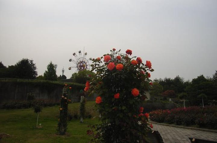 蜂ヶ峯総合公園ばらまつり