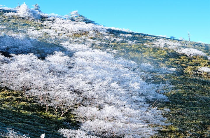 剣山の樹氷