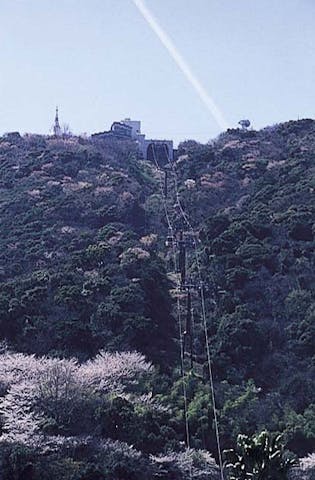 眉山の桜 アソビュー