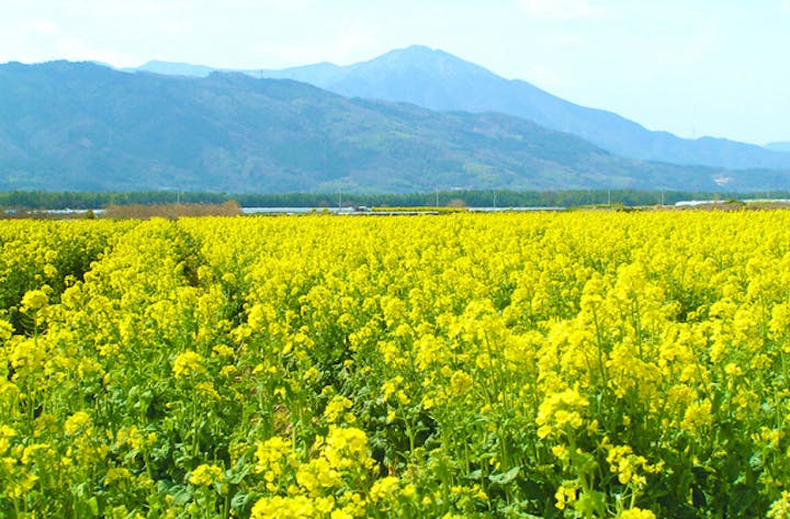 善入寺島の菜の花