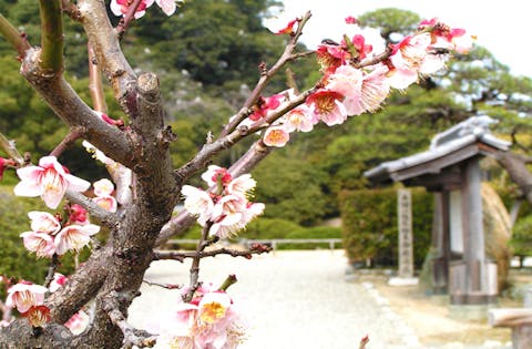 眉山の桜 アソビュー