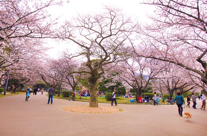 徳島中央公園の桜