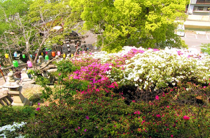 諏訪神社のつつじ