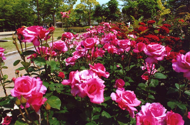 徳島中央公園のバラ