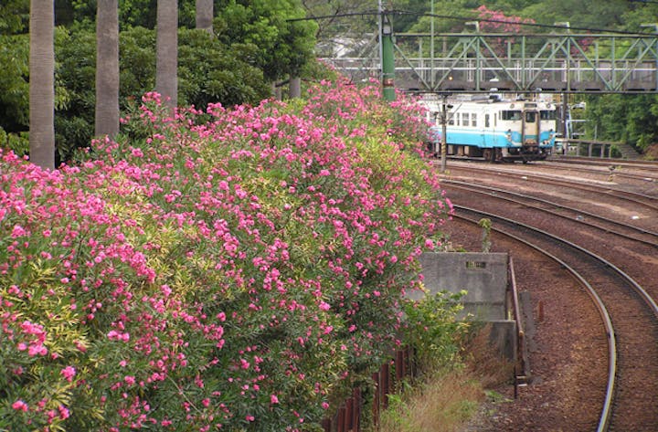 市役所前・夾竹桃