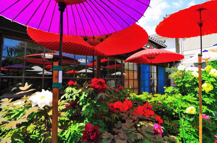 観音寺のぼたん