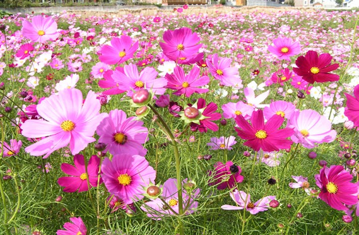 撫養街道のコスモス