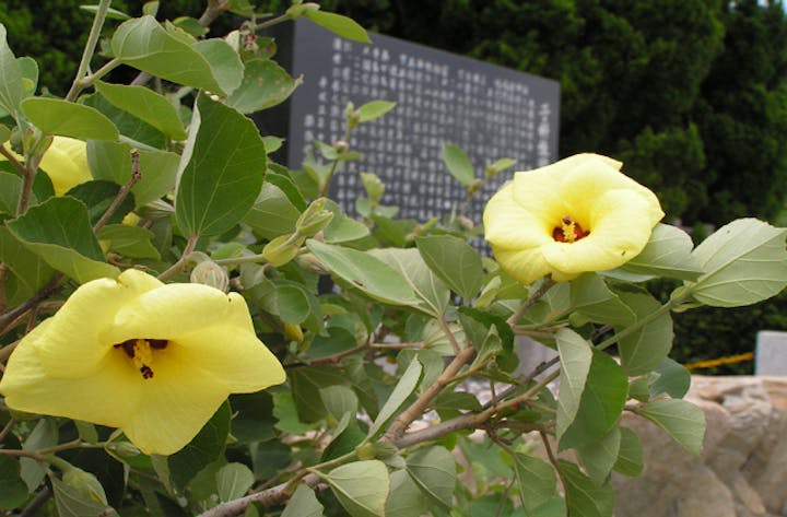 鳴門公園のハマボウ