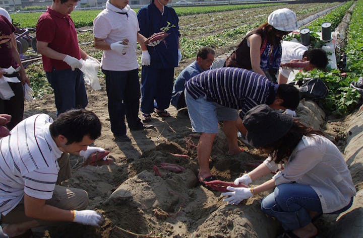 芋掘り体験農園 　里むすめ畑