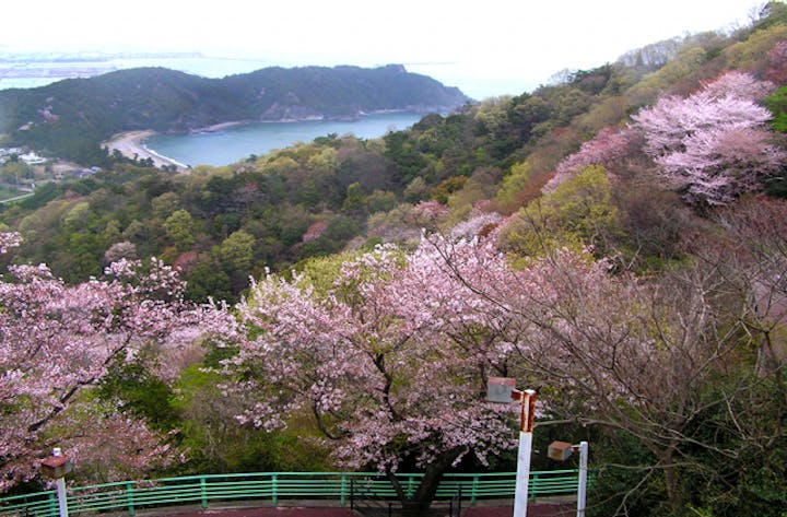 日峰・桜