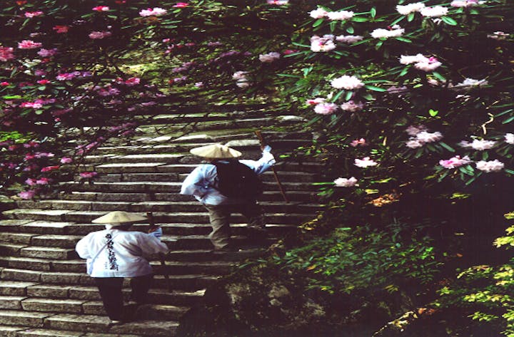 太龍寺のシャクナゲ
