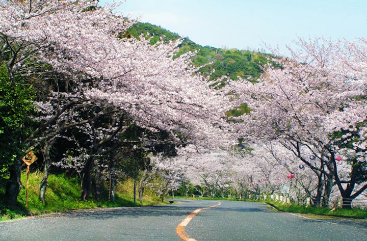 津峯公園の桜