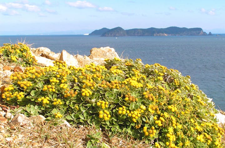 蒲生田岬のシオギク