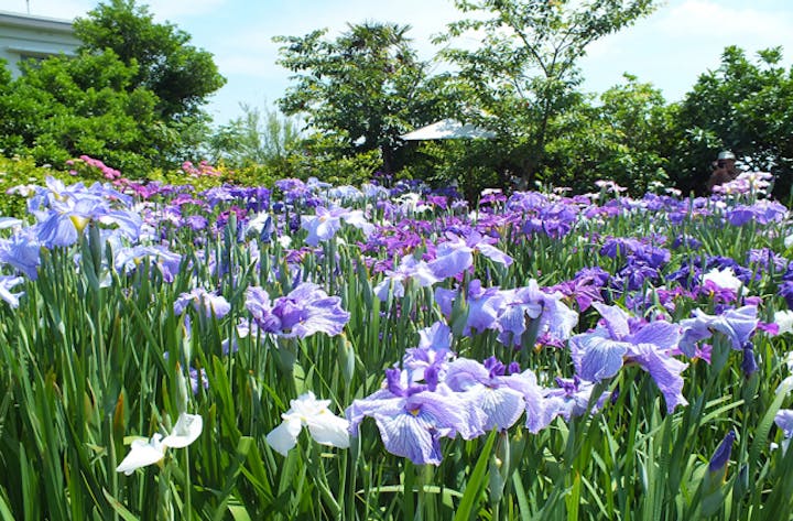 ファミリーしょうぶ園すみともの花菖蒲