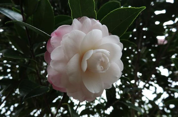 徳島つばきまつり