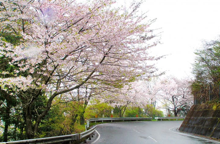 チェリーロードラインの桜