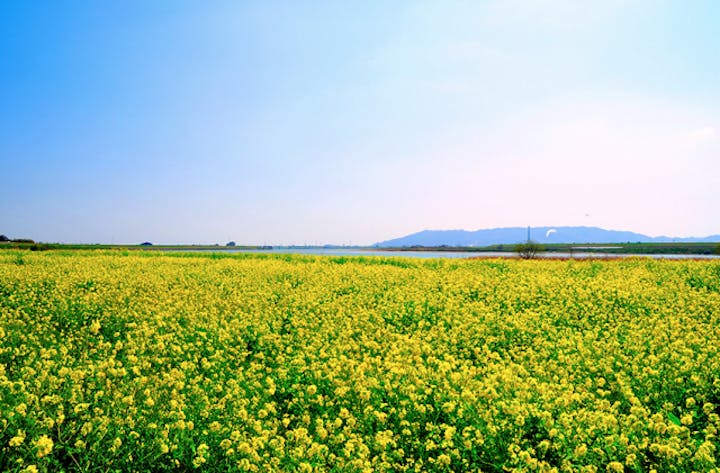 吉野川堤防沿いの菜の花