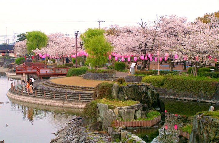 江川・鴨島公園の桜