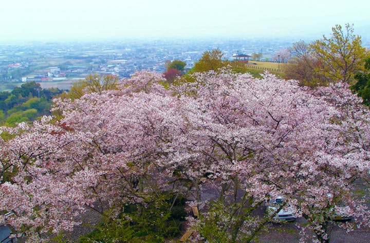 向麻山公園の桜