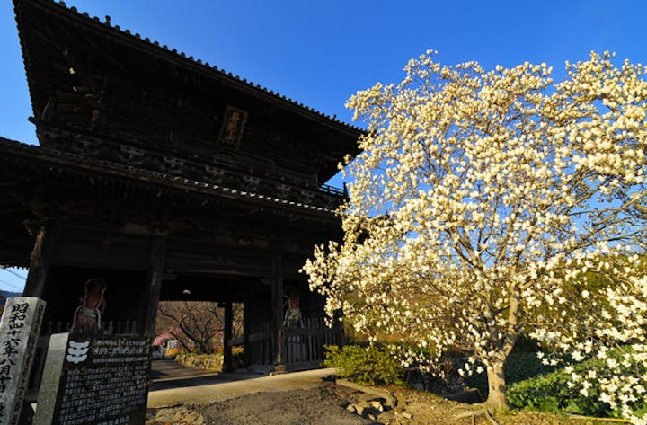 熊谷寺のハクモクレン
