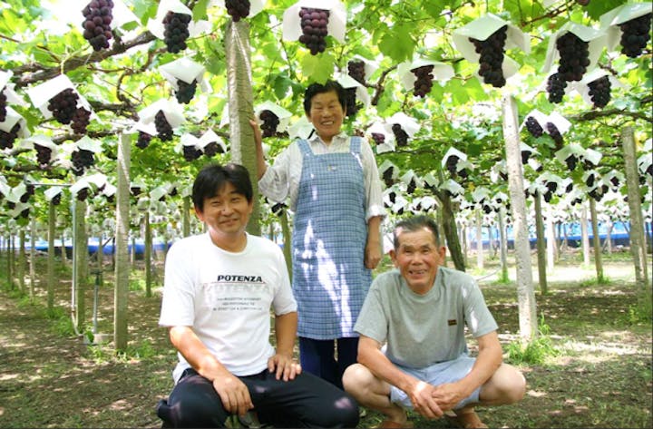 桑村ぶどう園
