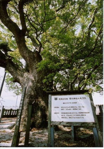 案内神社の大クス
