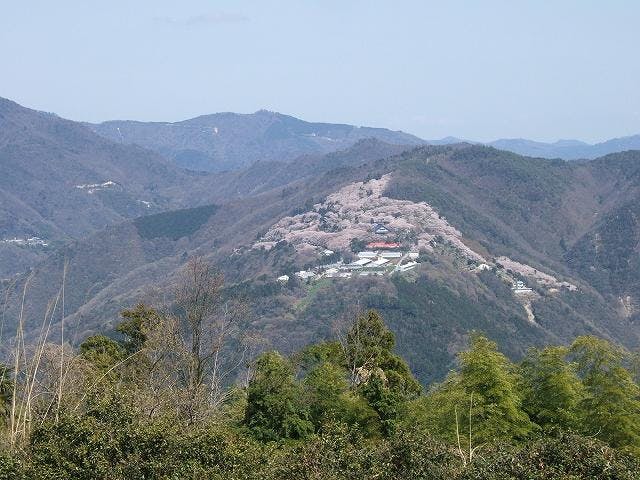 八百萬神之御殿の桜
