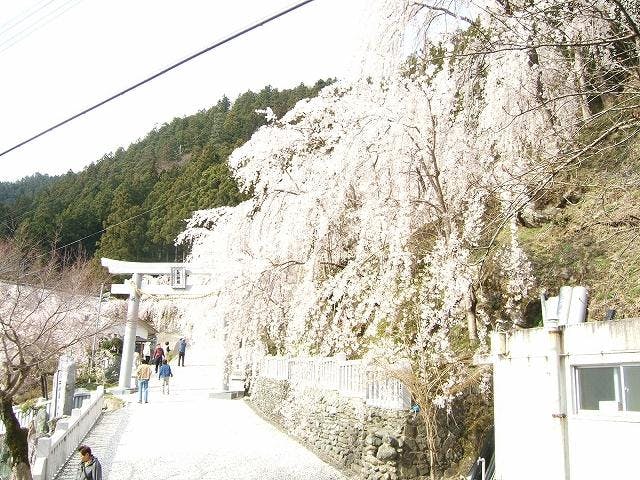 木屋平のしだれ桜