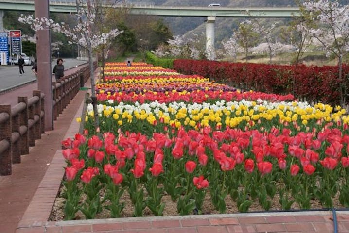 デ・レイケ公園のチューリップ