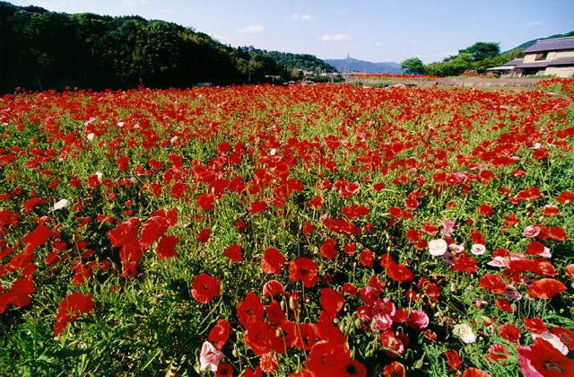 スポットの写真