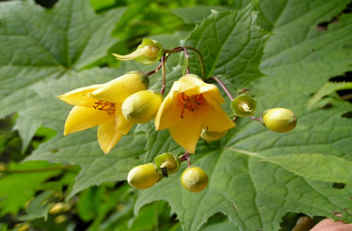 剣山のキレンゲショウマ