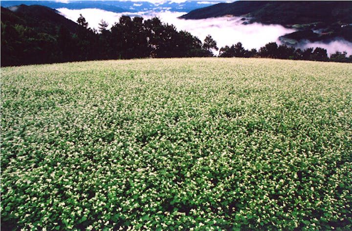 美馬町のそばの花