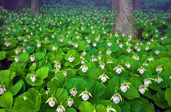 かずら橋山草園のクマガイソウ