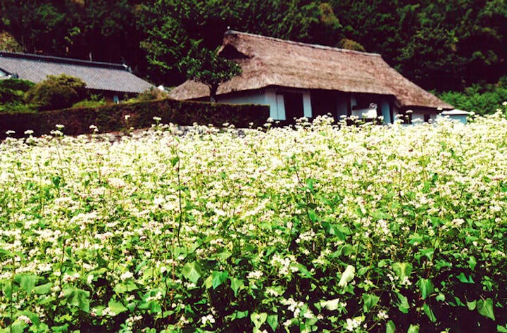 川人家長屋門のそばの花