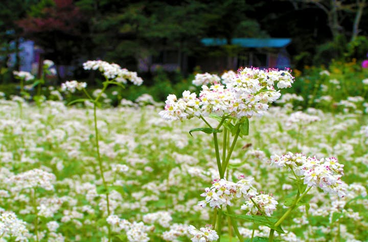 奥祖谷のそばの花