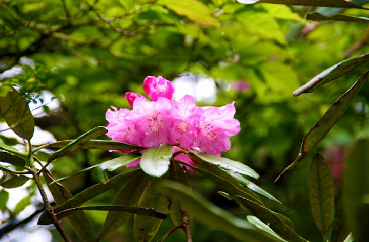 野鹿池のしゃくなげ