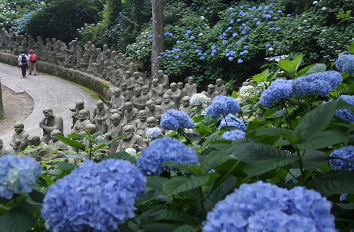 雲辺寺のあじさい