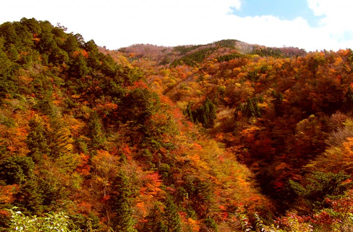 竜ヶ岳の紅葉