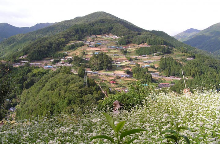 落合集落のそばの花
