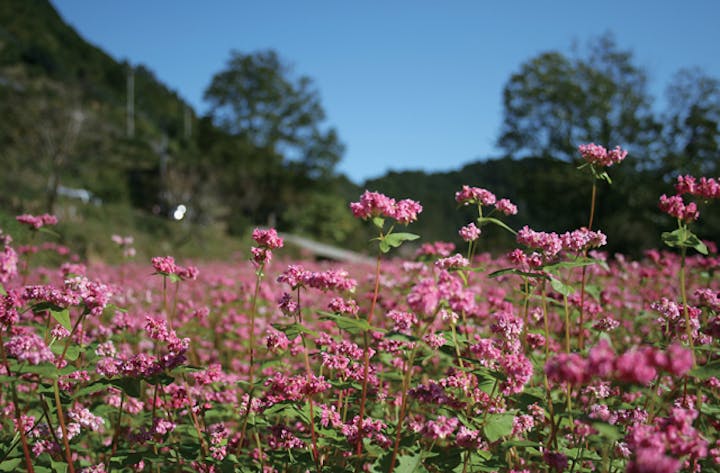 横瀬立川の赤そばの花