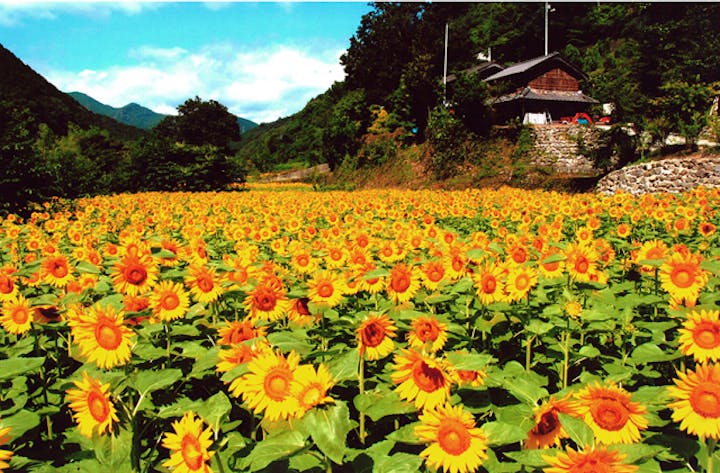横瀬立川のひまわり