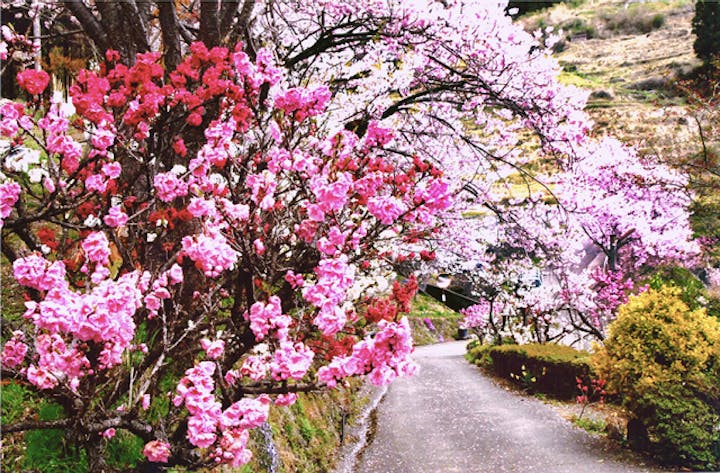 福原・桃・桜