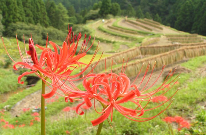 樫原の棚田の彼岸花