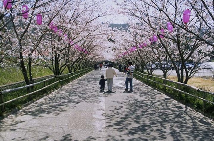 農大跡地の桜