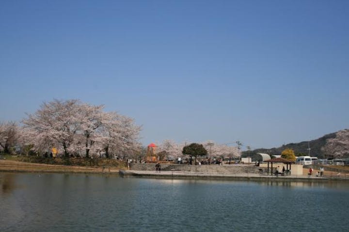 前山公園の桜