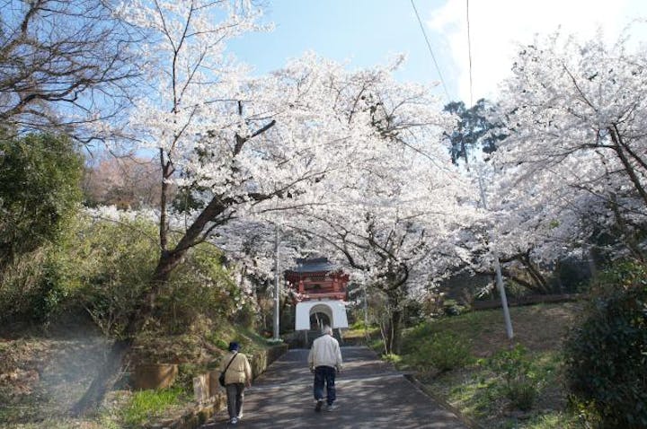 天堂のしだれ桜