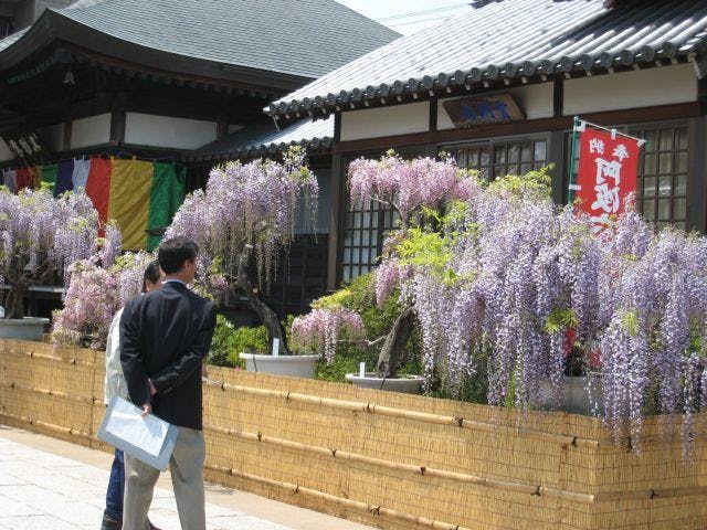 石井の藤まつり